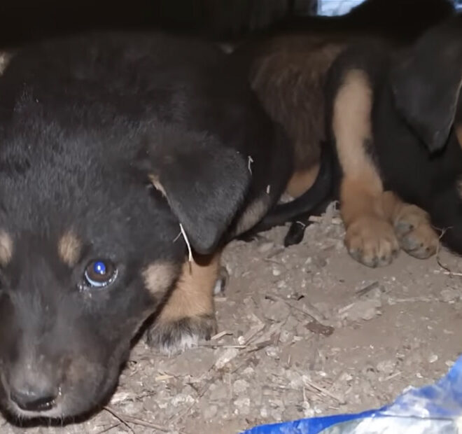 A Litter of Scared Puppies Abandoned in a Trash Dump Was Too Scared to Come Out of Hiding