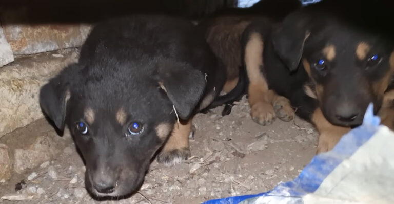 A Litter of Scared Puppies Abandoned in a Trash Dump Was Too Scared to Come Out of Hiding