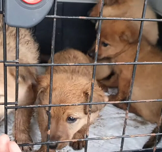 Rescuers Were Called to Save Four Puppies Discarded and Abandoned During Winter