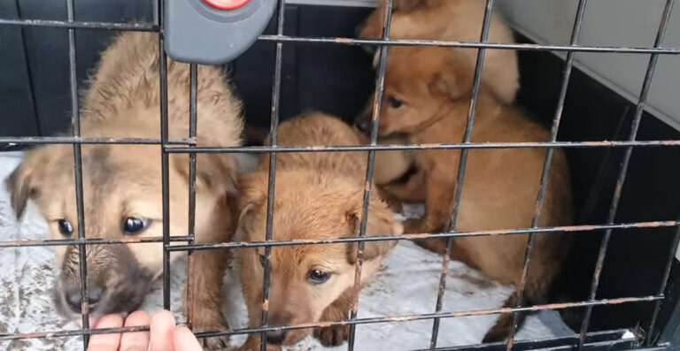 Rescuers Were Called to Save Four Puppies Discarded and Abandoned During Winter