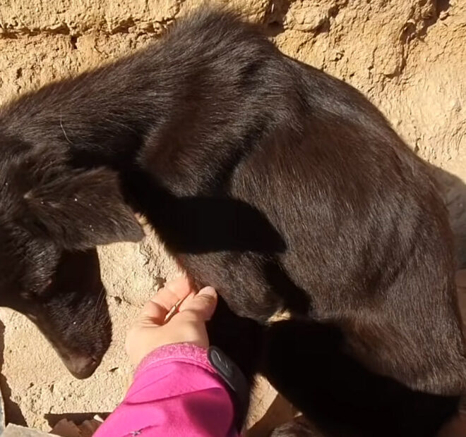 From Thin and Starving to Healthy and Thriving: The Miraculous Transformation of Arnia