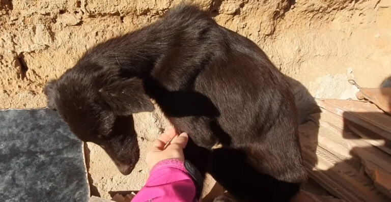 From Thin and Starving to Healthy and Thriving: The Miraculous Transformation of Arnia