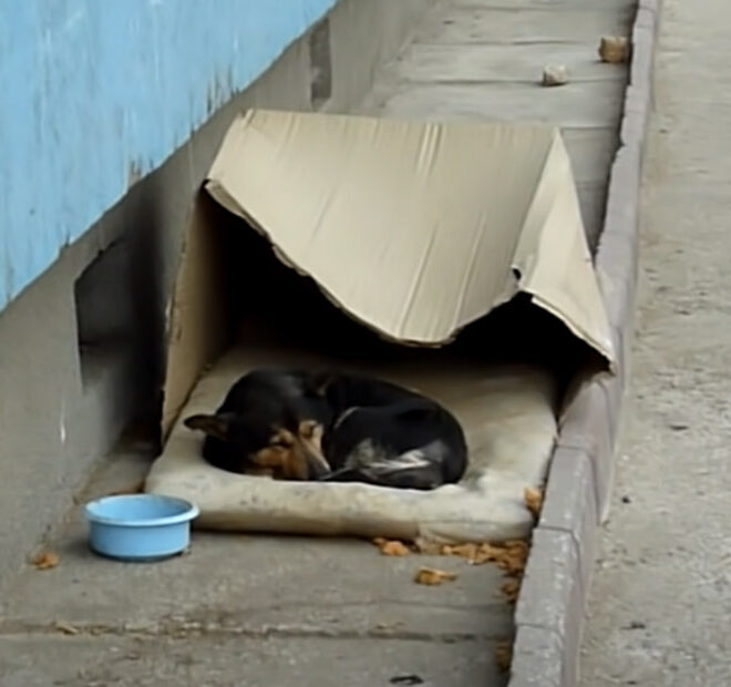 This Old Stray Dog Who Lived in a Cardboard Box and Yearned for Companionship from Strangers Finally Finds His Fur-Ever Home