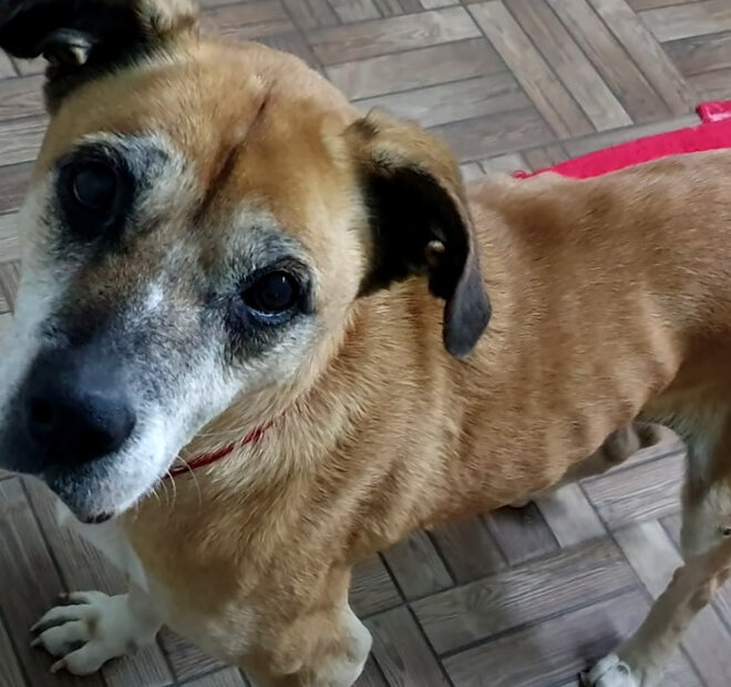 Rescuers Try to Give an Old Dog a Better Life After Being Abused in a Puppy Mill and Abandoned