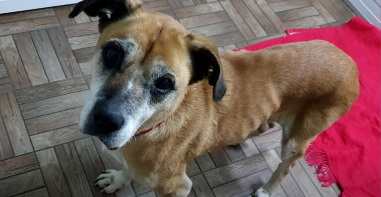 Rescuers Try to Give an Old Dog a Better Life After Being Abused in a Puppy Mill and Abandoned