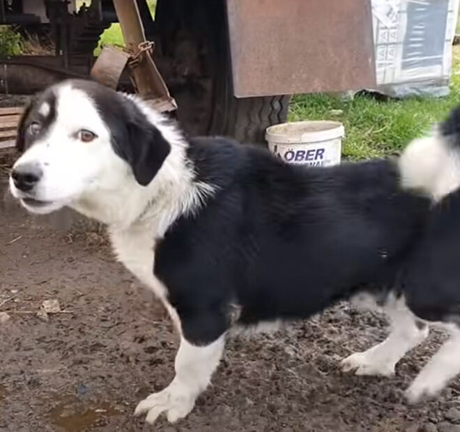 Deemed Useless by His Owner, a Herding Dog Was Chained Outside in Freezing Temperatures for Being Too Friendly