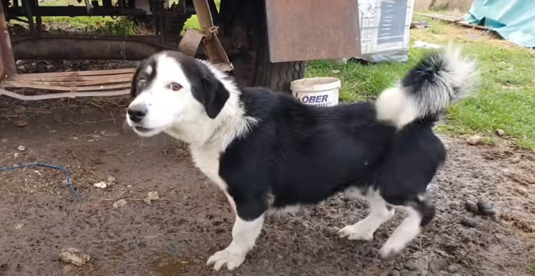 Deemed Useless by His Owner, a Herding Dog Was Chained Outside in Freezing Temperatures for Being Too Friendly