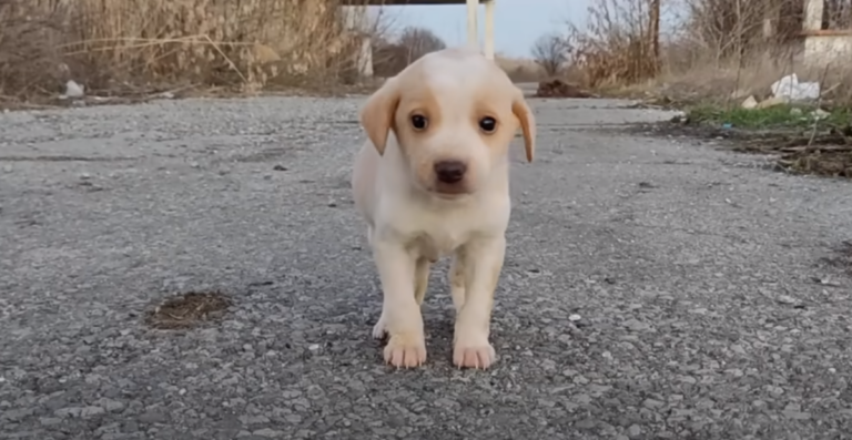 This Pup Wouldn’t Have Survived Another Week but Rescuers Heard the Screams