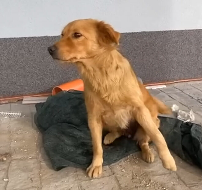 Stray Dog Living in a Construction Site Has a Painful Secret