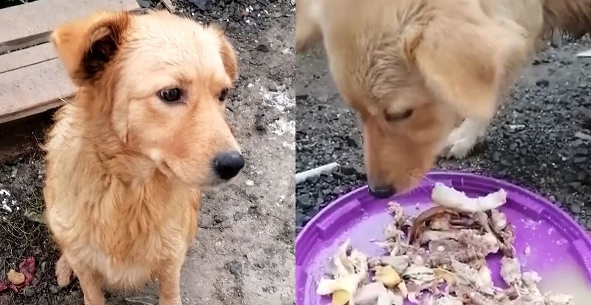 Stray dog gets scraps from construction workers