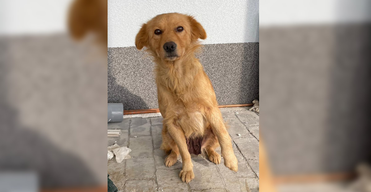 Stray dog gets a double fracture