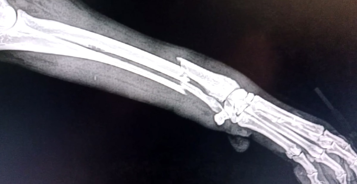 X-ray of the dog's injury