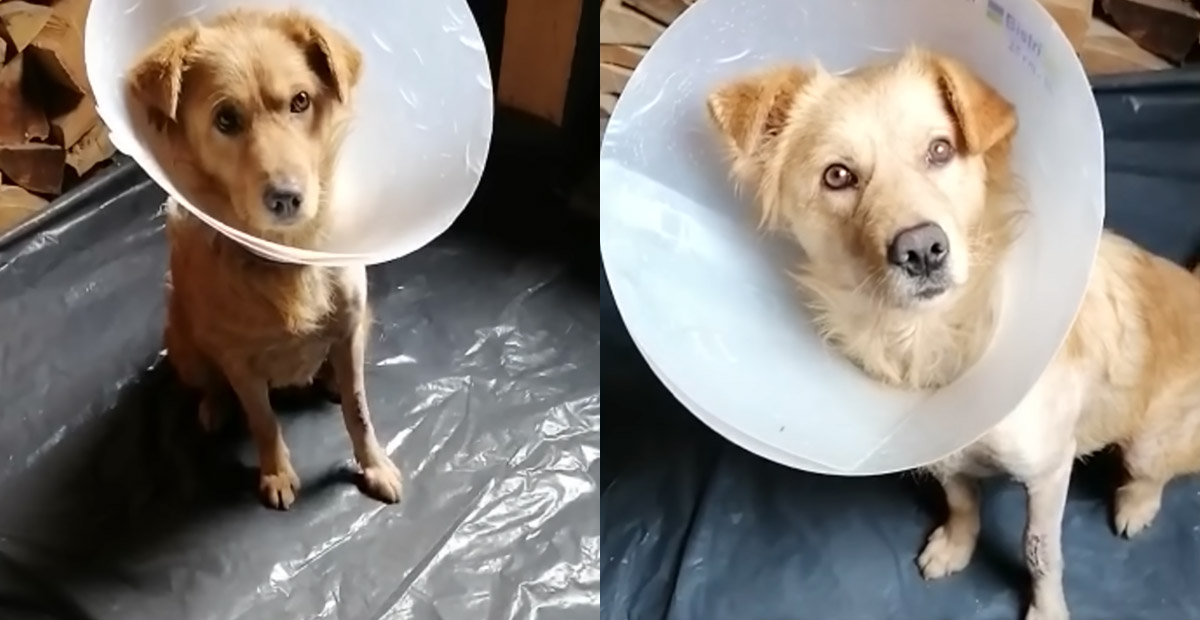 Stray dog was luckily fostered while recovering