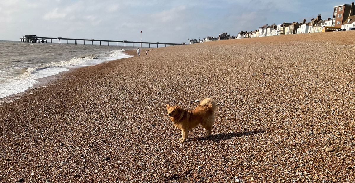 Honey the dog enjoys her beach-side home