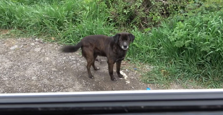 Old Stray Dog Gets Saved from the Side of the Road Moments Before a Storm