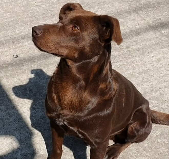 His Previous Owner Burned His Nose and Cut the Tip of His Ear, but This Dog Remains Happy and Friendly to People