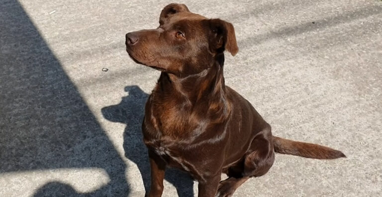 His Previous Owner Burned His Nose and Cut the Tip of His Ear, but This Dog Remains Happy and Friendly to People