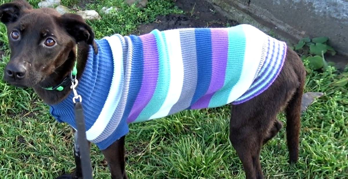 Anna the dog wearing a sweater while recovering