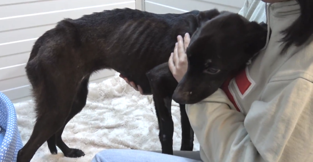 Rescued dog Anna standing weakly with her rescuer