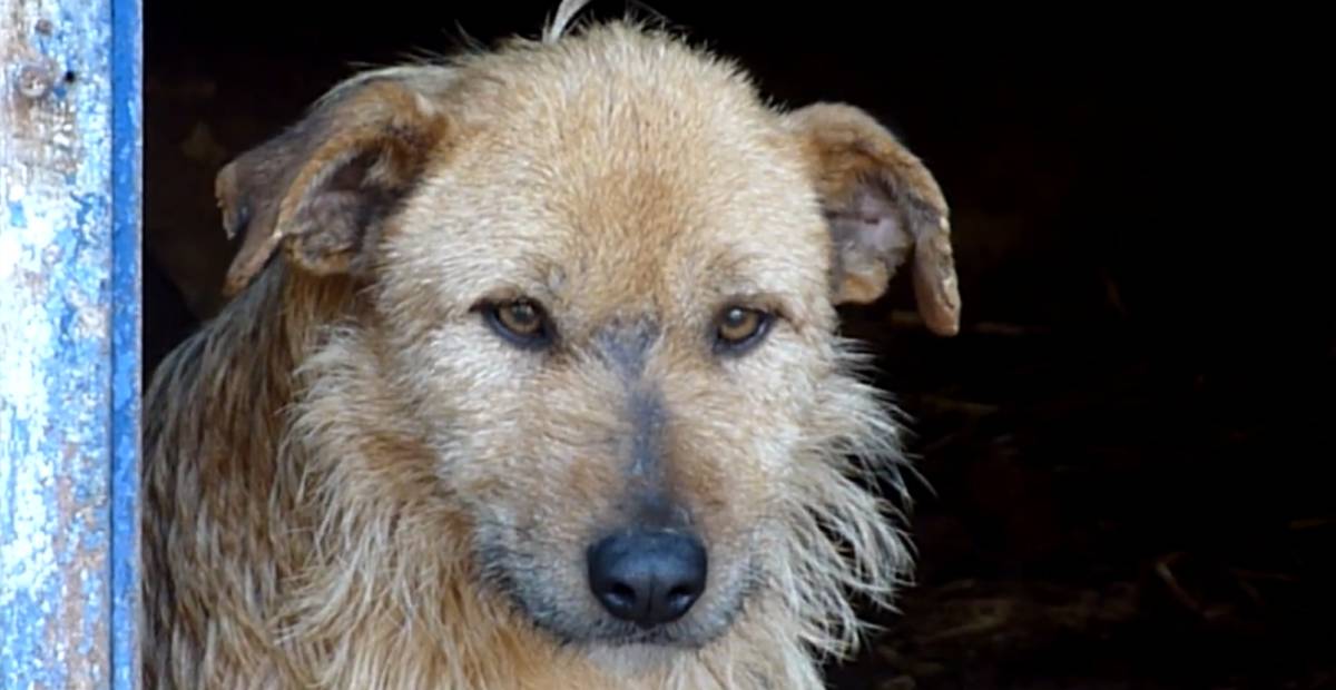 Old stray dog looks on with sad eyes