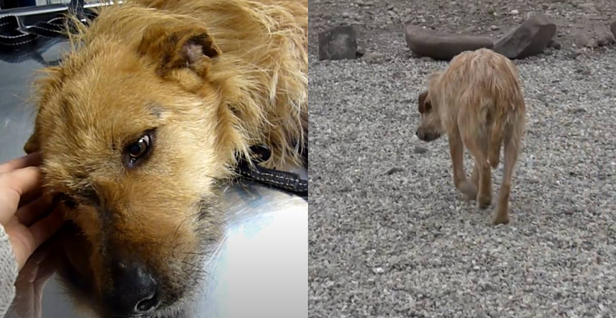 Injured old dog is too weak to walk properly
