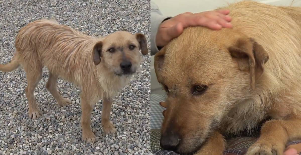 Old and injured dog slowly shows recovery