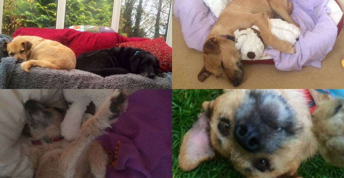 Old dog Dora enjoys her forever home
