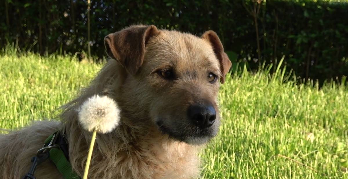 Old dog Dora now looking on with happy and content eyes