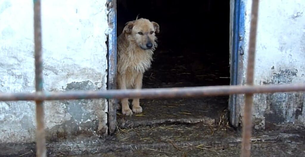 Stray dog Dora looking sadly from her cage