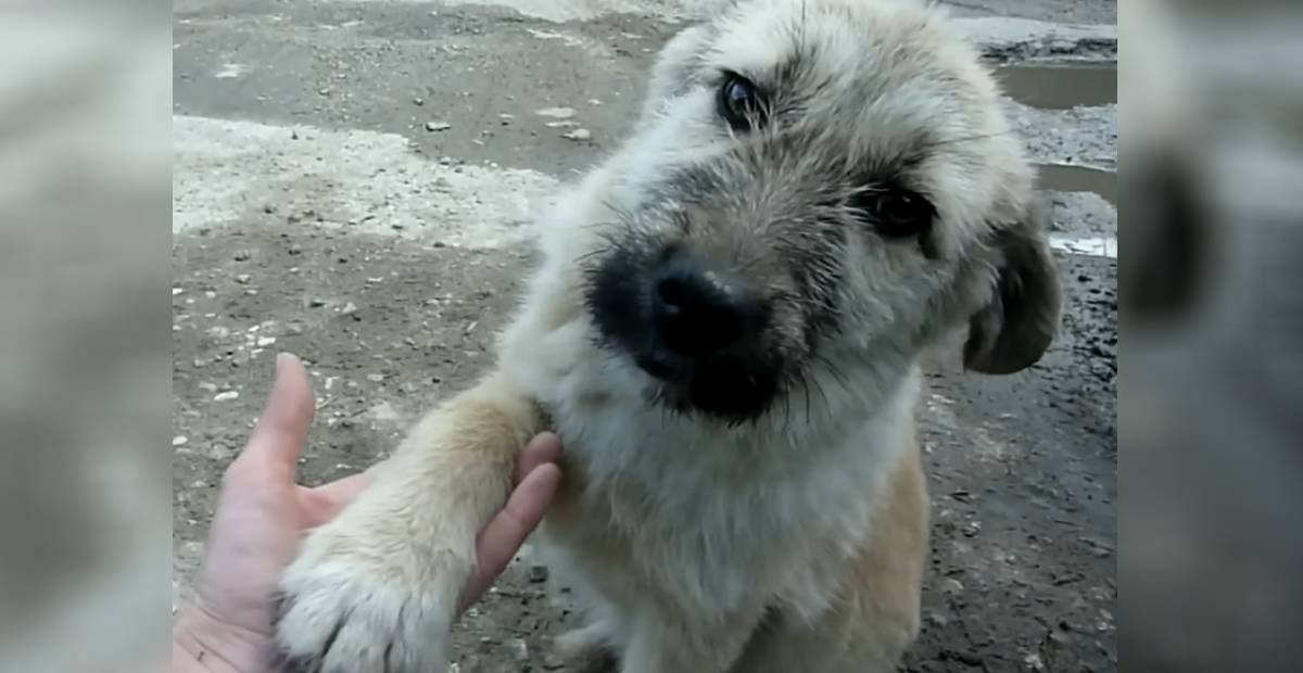 Fram reaching out his paw to his rescuers