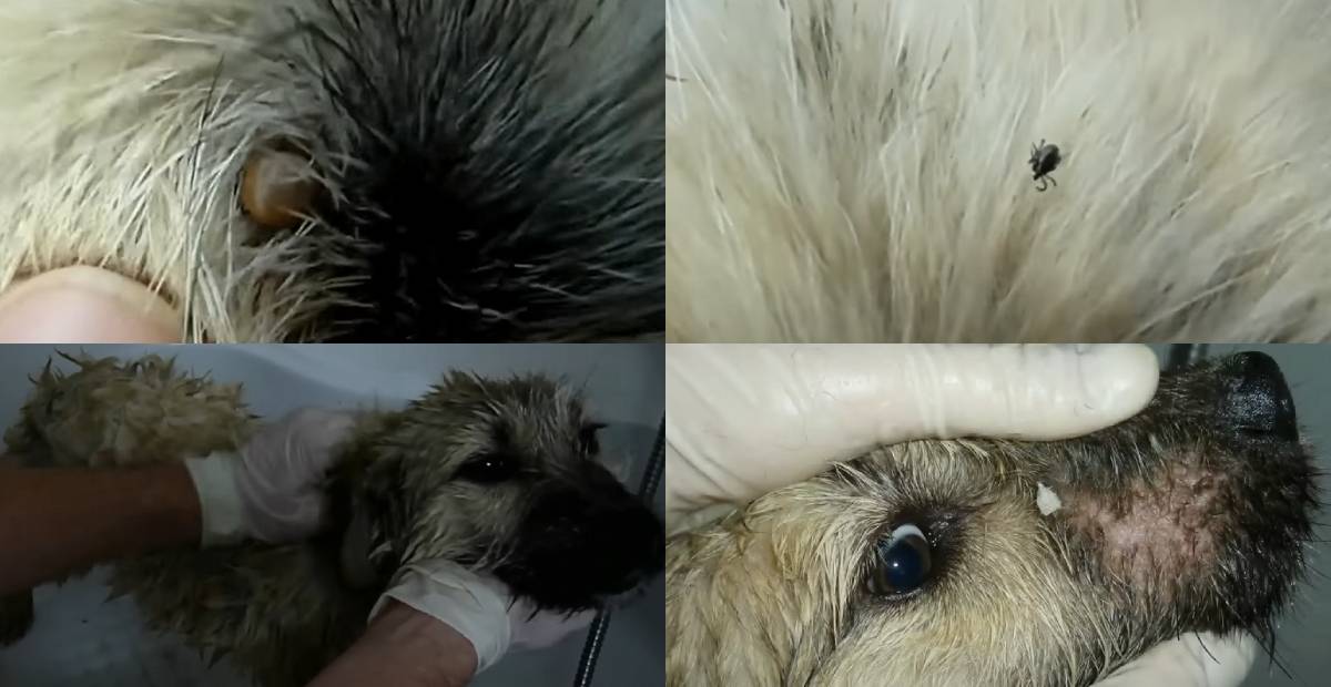 Fram and his ticks and fleas