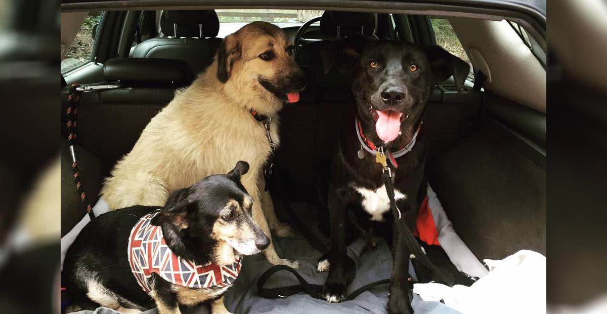 Fram and his new canine siblings in the car
