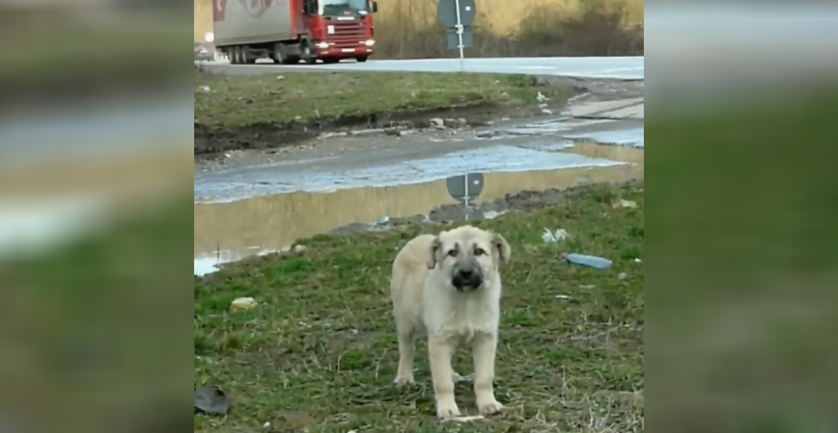 Rescuers Spotted A Disoriented Stray Puppy, Only To Realize It Was Worse Than Expected