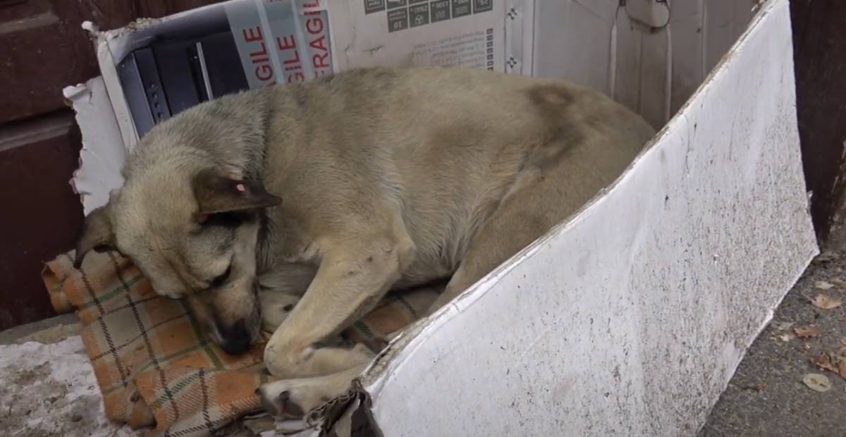 Stray dog Helen resting on her dirty blanket