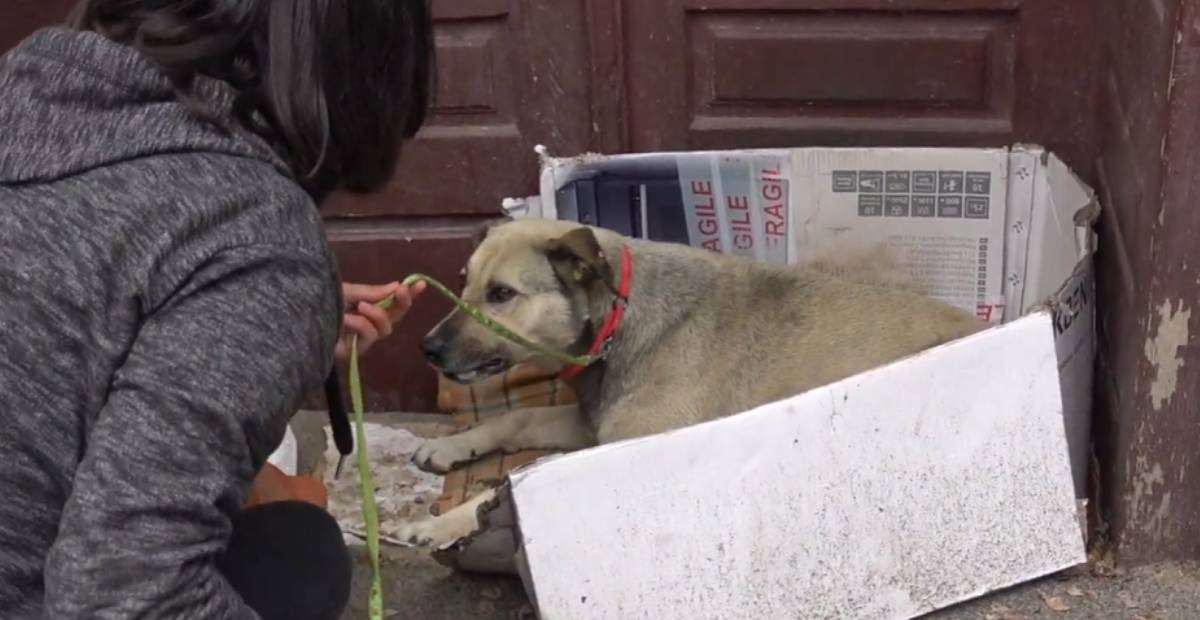 Stray dog Helen being helped by a rescuer