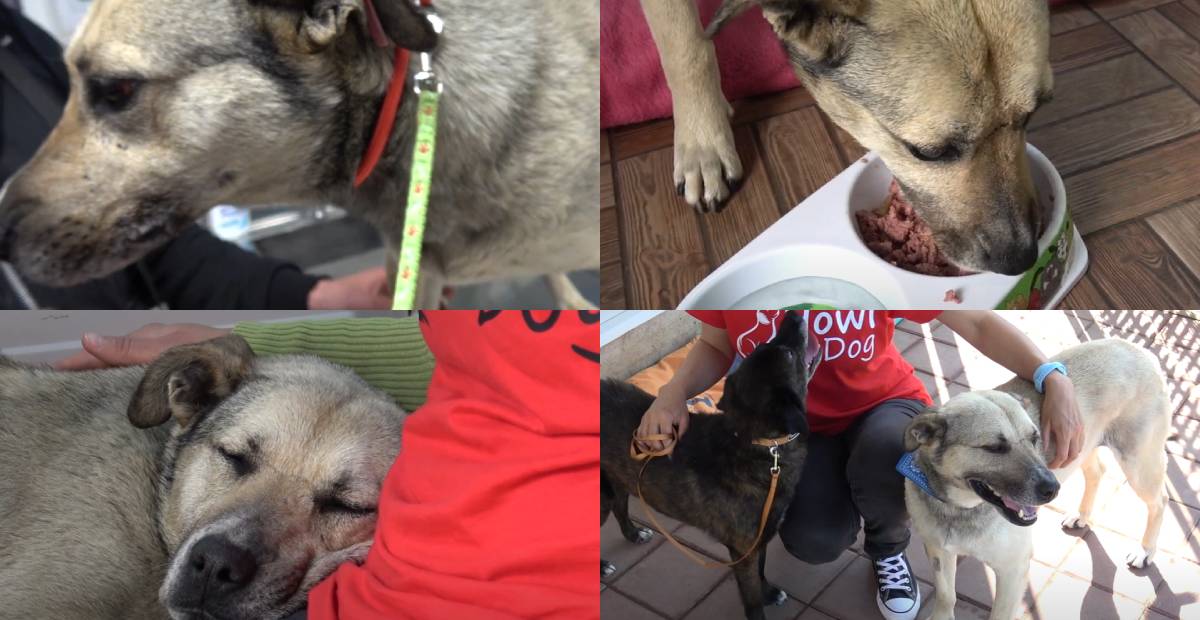 Stray dog Helen receiving care at the shelter