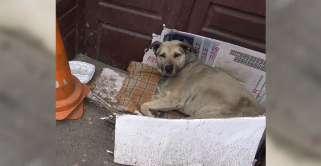 Stray dog Helen curled up in her corner
