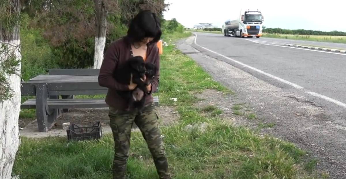 Three abandoned puppies are carried by a rescuer to safety