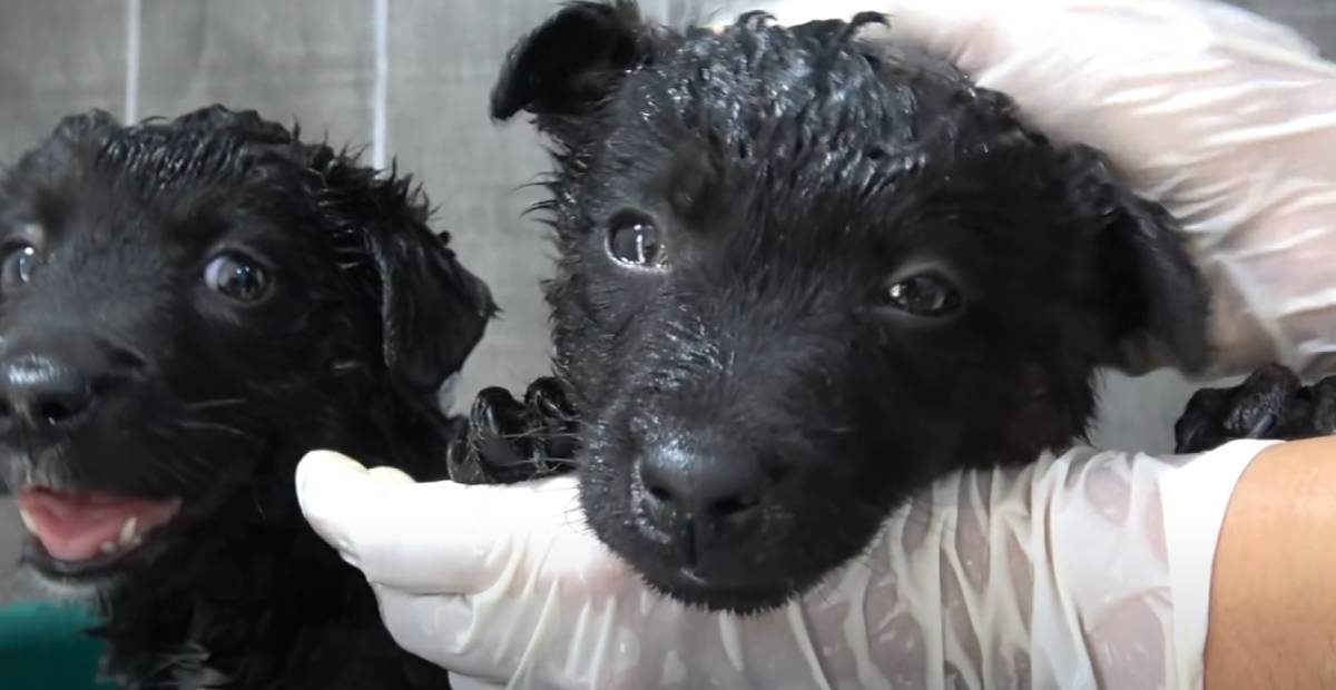 Abandoned puppies getting medicated baths for their fur