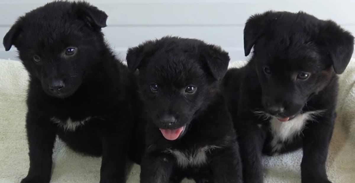 Three black puppies sitting calmly at the dog shelter