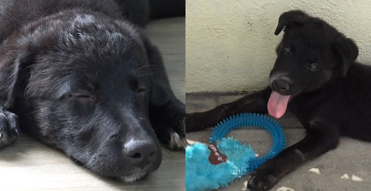 Puppies sleeping and playing at the shelter