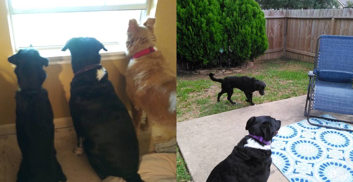 Abandoned puppy Julia with her new adoptive family