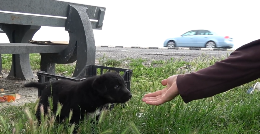 Abandoned puppies near a busy road gets rescued