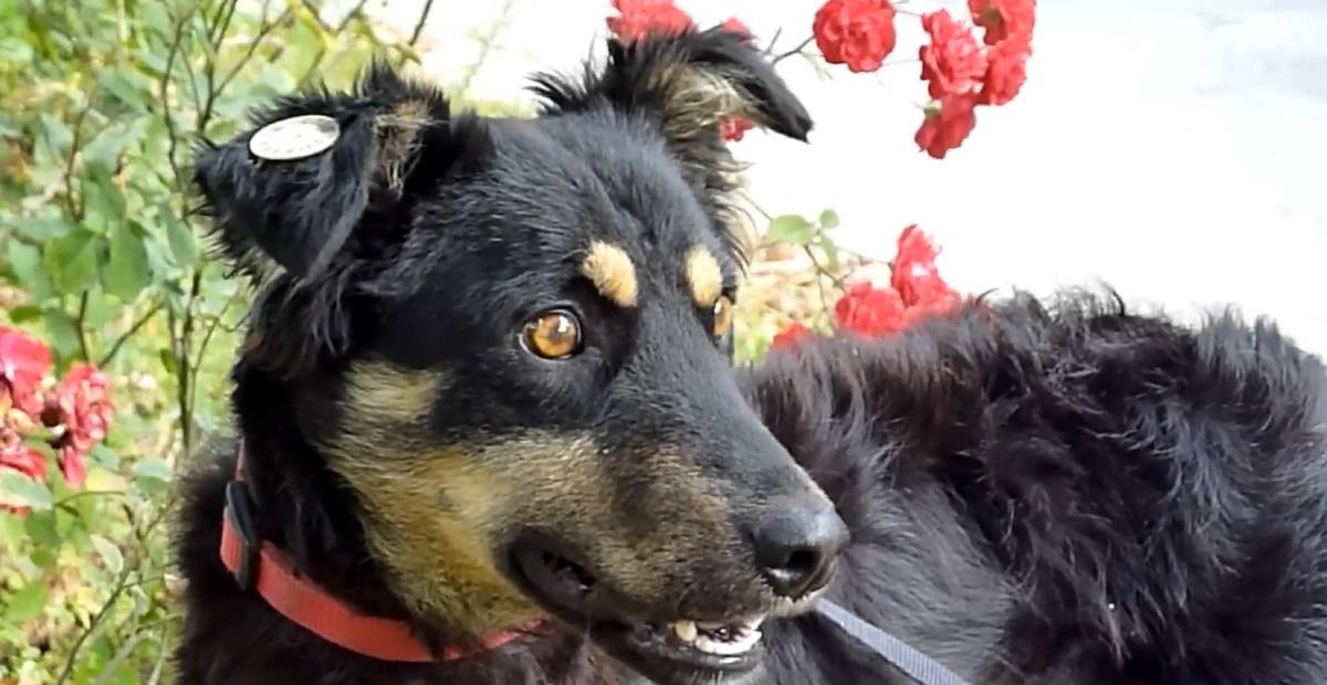 Luca the dog looks at the flowers