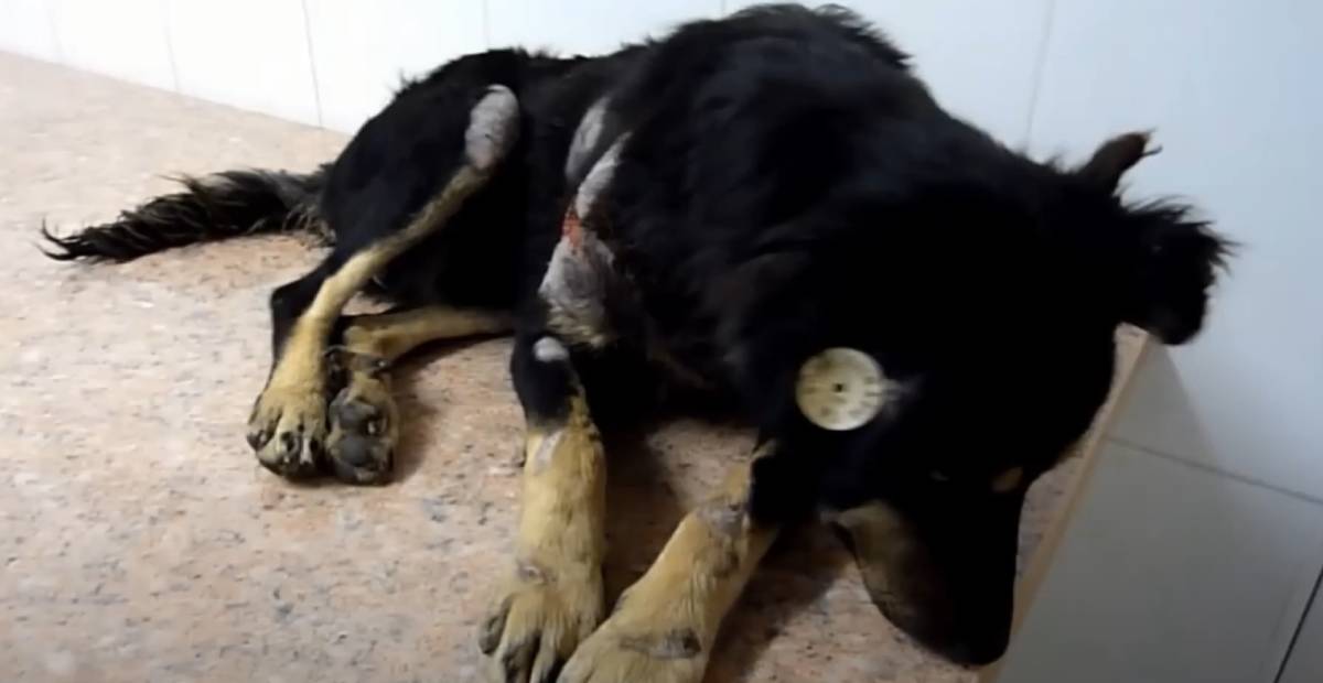 Luca the dog cowers because of his injuries