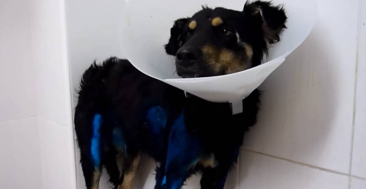 Luca's injuries treated at the vet