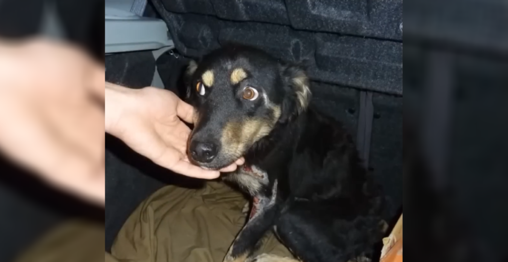 An injured dog sits terrified