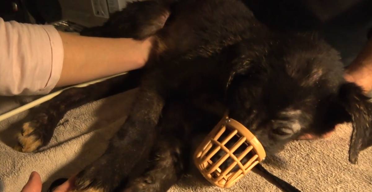 Rescued dog getting checked at the vet