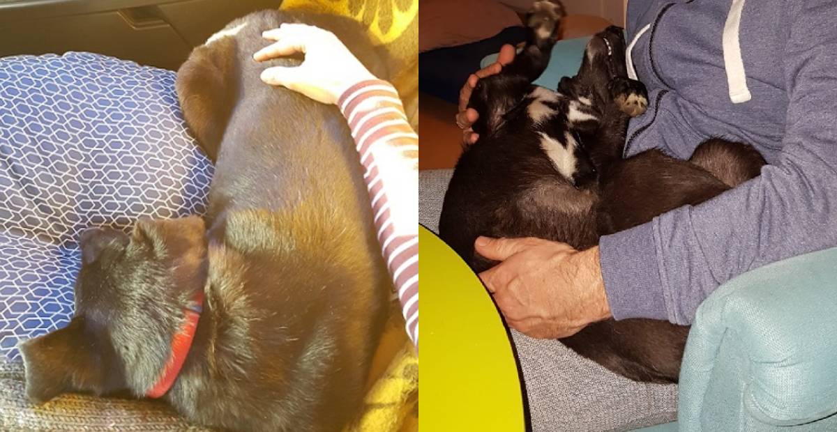Mina cuddling with her new family