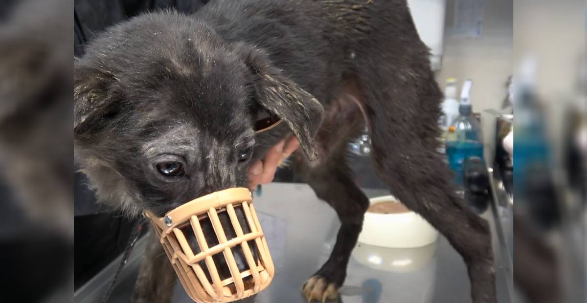 Rescued dog has a muzzle for protection